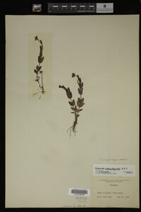 Image Associated With the Occurrence