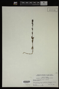 Veronica wormskjoldii image