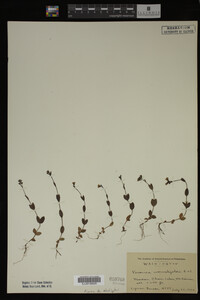Veronica wormskjoldii image