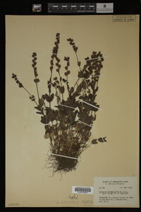 Veronica wormskjoldii image