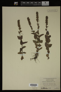Veronica wormskjoldii image