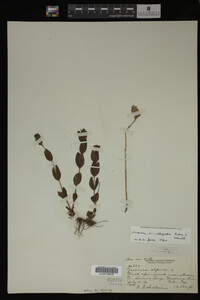 Veronica wormskjoldii image