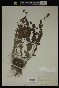 Veronica wormskjoldii image
