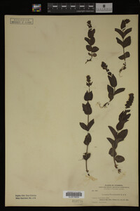 Veronica wormskjoldii image
