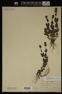 Veronica wormskjoldii image