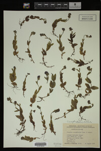 Veronica wormskjoldii image