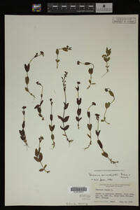 Veronica wormskjoldii image