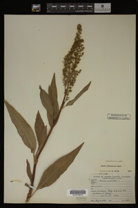 Rumex altissimus image