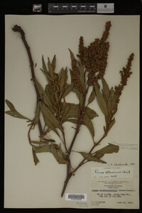 Rumex altissimus image