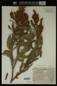Rumex altissimus image