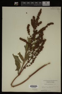 Rumex altissimus image