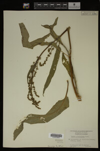 Rumex altissimus image
