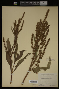 Rumex altissimus image