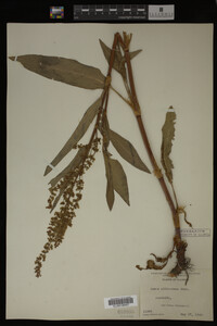 Rumex altissimus image