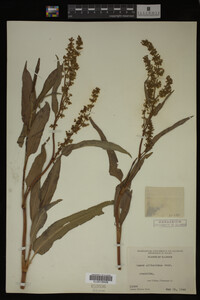 Rumex altissimus image