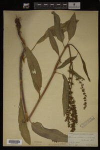 Rumex altissimus image