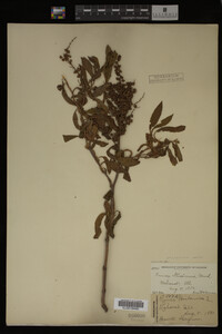 Rumex altissimus image
