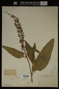 Rumex altissimus image