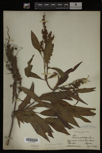 Rumex altissimus image