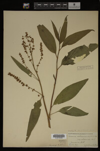 Rumex altissimus image