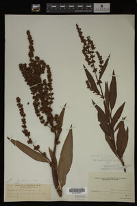 Rumex altissimus image