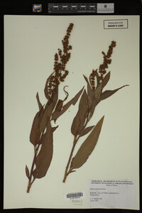 Rumex altissimus image
