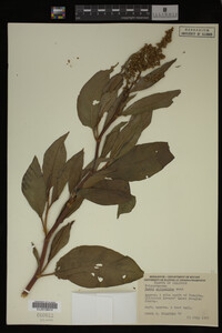 Rumex altissimus image