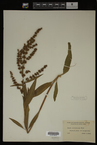 Rumex altissimus image
