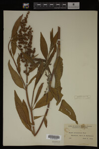 Rumex altissimus image