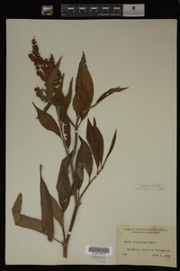 Rumex altissimus image