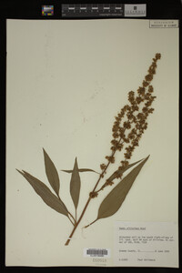 Rumex altissimus image