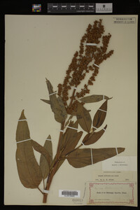 Rumex altissimus image