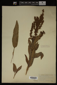 Rumex altissimus image