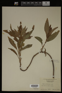 Rumex altissimus image