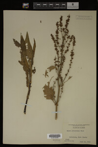 Rumex altissimus image