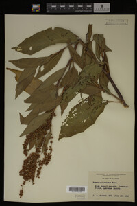 Rumex altissimus image