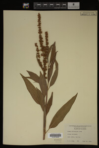 Rumex altissimus image