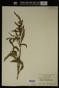 Rumex altissimus image