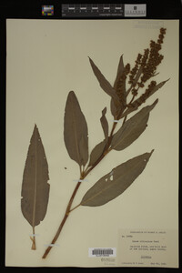Rumex altissimus image