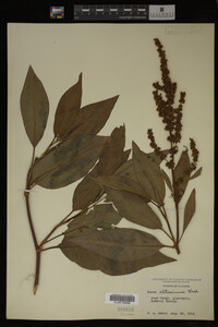 Rumex altissimus image