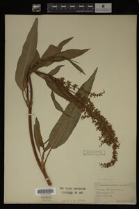 Rumex altissimus image