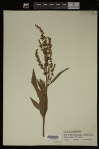 Rumex altissimus image