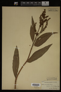 Rumex altissimus image