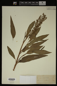 Rumex altissimus image