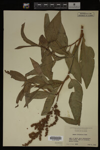 Rumex altissimus image