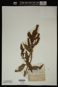 Rumex altissimus image