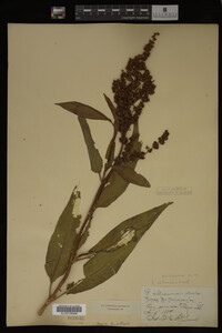 Rumex altissimus image