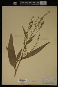 Rumex altissimus image