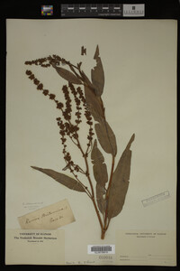 Rumex altissimus image