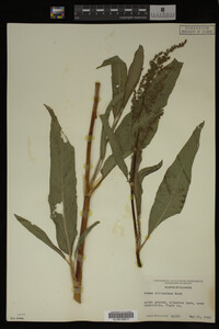 Rumex altissimus image